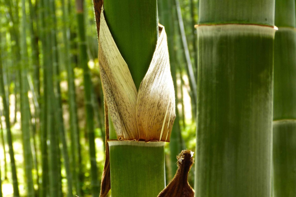 Bamboe planten & verzorgen . HORNBACH