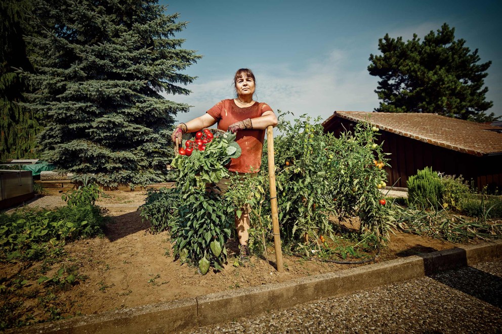Tomaten planten | HORNBACH