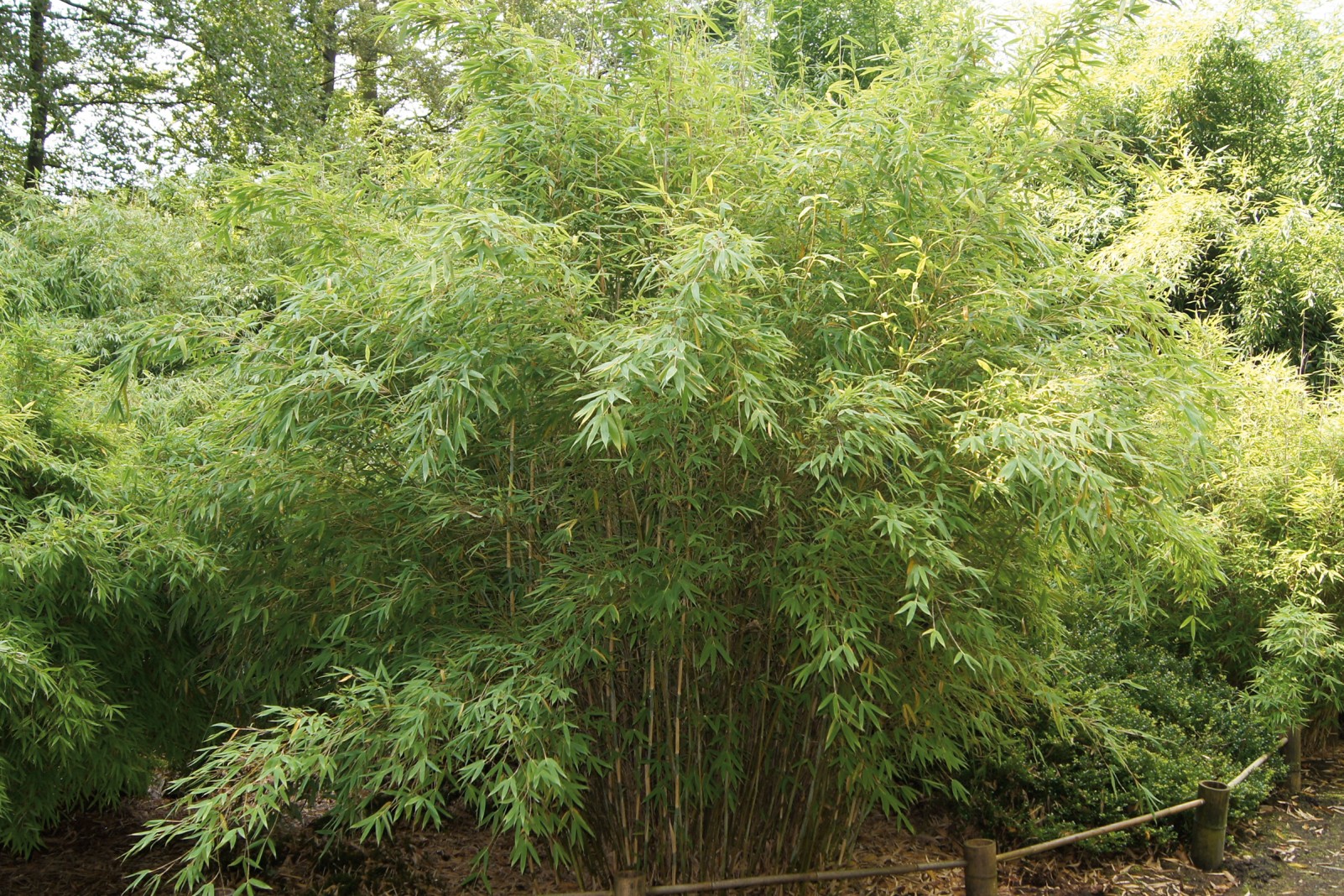 terrasse bepflanzen hornbach bambus bambus2 bambou