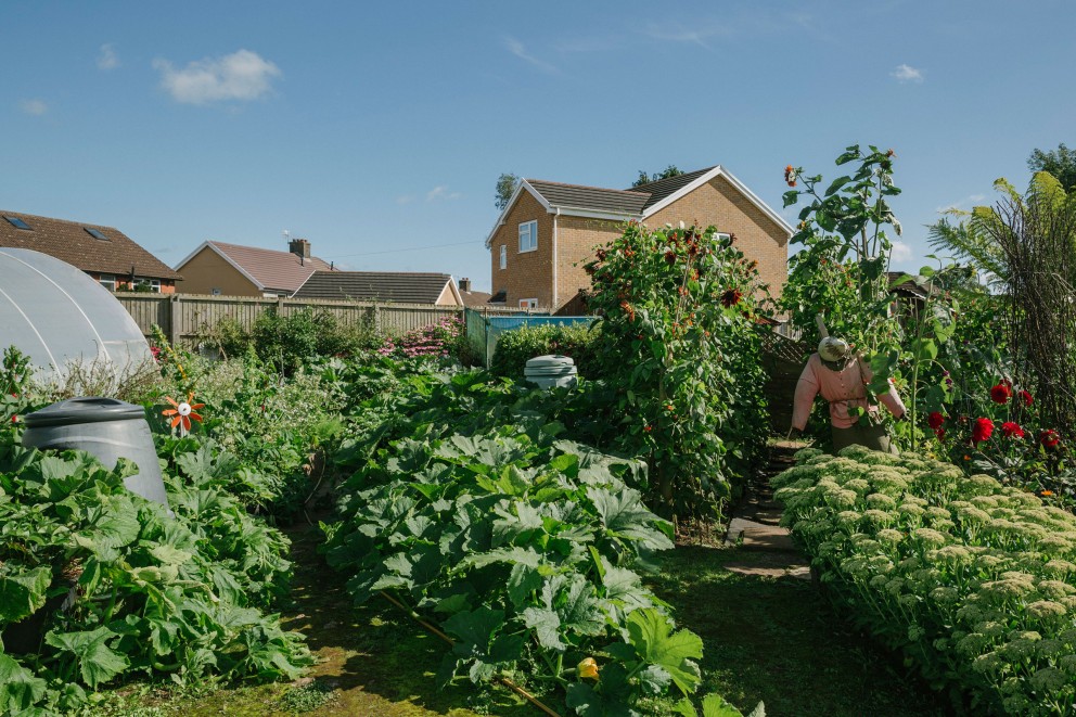 
			Das XXL Gemüse von Phillip Vowles wächst in einem ganz normalen Garten

		