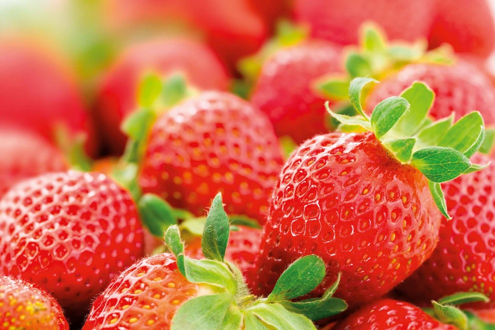 
			beerenstraeucher erdbeeren

		