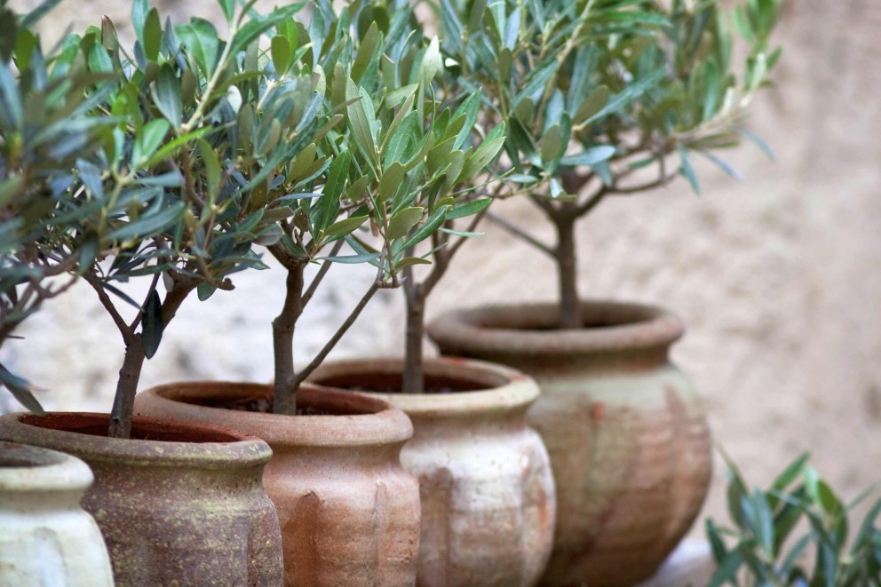
				Mediterrane Kuebelpflanzen Olive

			