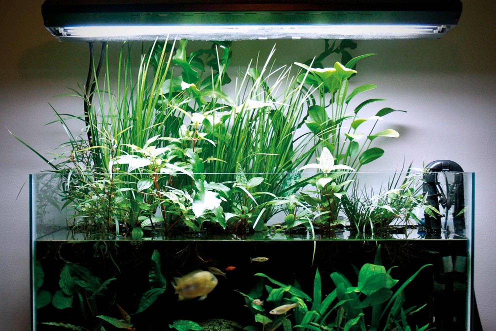 La Lumière est-elle Indispensable pour les Poissons ? - Aquarium Eau Douce