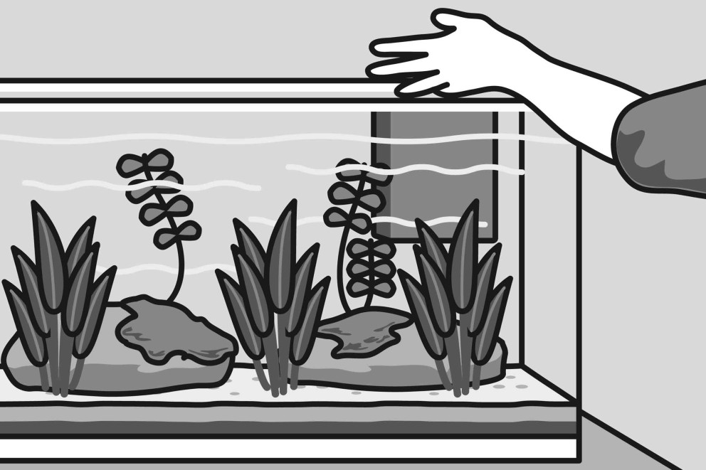  Ako založiť akvárium - 8. krok 