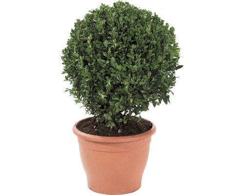 Buchsbaum-Kugel FloraSelf Buxus sempervirens H 35-40 cm Co 10 L