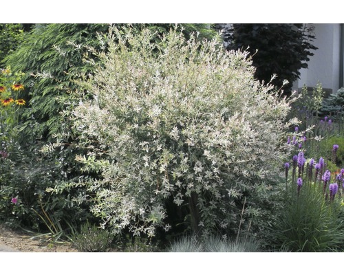 Harlekinweide Stämmchen FloraSelf Salix integra 'Hakuro Nishiki' H 100-125 cm Co 7,5 L