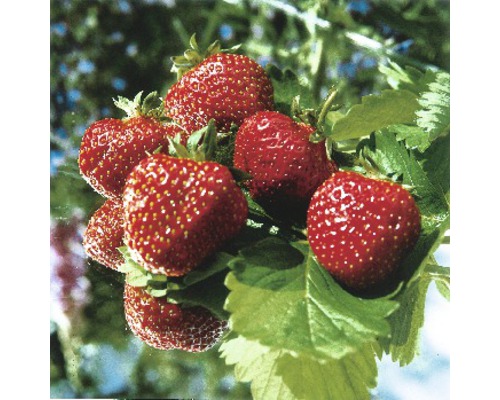 Erdbeere FloraSelf Fragaria x ananassa 'Ostara' 6 Stk.