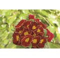 Kissenprimel FloraSelf Primula acaulis Ø 11 cm Topf zufällige Sortenauswahl