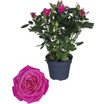 Zimmerrose FloraSelf Rosa Hybride 'Regina' H 30-40 cm Ø 13 cm Topf dunkelrosa-thumb-0