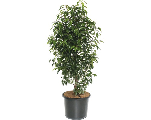 Portugiesischer Kirschlorbeer FloraSelf Prunus lusitanica 'Angustifolia' H 125-150 cm Co 15 L-0