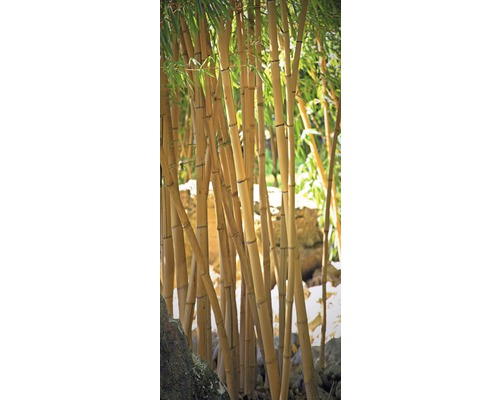 Fototapete Vlies 19512 Türtapete Bamboo 2-tlg. 90 x 200 cm