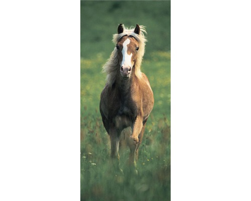Fototapete Vlies 19606 Türtapete Haflinger Horse 2-tlg. 90 x 200 cm