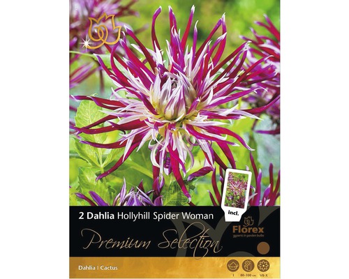 Blumenzwiebel Kaktus-Dahlie 'Hollyhill Spider Woman' 2 Stk