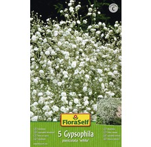 Blumenzwiebel FloraSelf Gipskraut 'White' 5 Stk-thumb-0