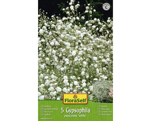 Blumenzwiebel FloraSelf Gipskraut 'White' 5 Stk-0