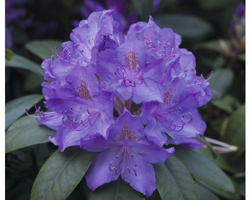 Großblumige Alpenrose FloraSelf Rhododendron Hybride blau H 30-40 cm Co 5 L