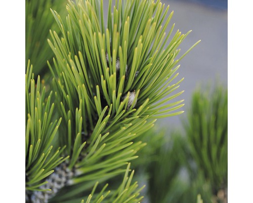 Schlangenhaut-Kiefer Botanico Pinus leucodermis 'Compact Gem' H 25-30 cm Co 3,7 L