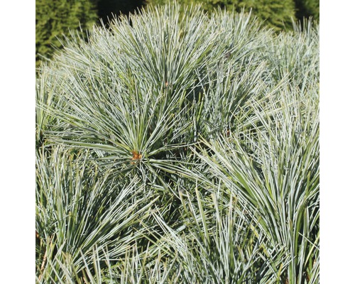 Weymouths-Kiefer Botanico Pinus strobus 'Minima' H 25-30 cm Co 3,7 L