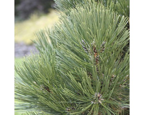 Schlangenhaut-Kiefer Botanico Pinus leucodermis 'Malinki' H 30-40 cm Co 6 L