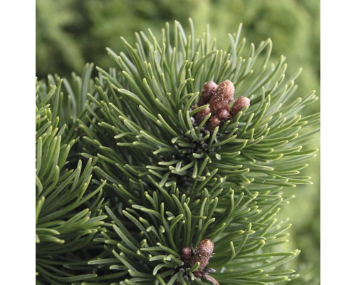 Zwerg-Kiefer Botanico Pinus mugo 'Picobello' H 20-25 cm Co 3,7 L