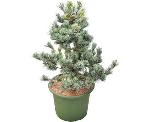 Blaue Mädchenkiefer Botanico Pinus parviflora 'Negishi' H 60-70 cm Co 15 L