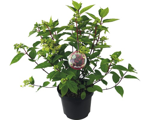Rispenhortensie Hydrangea paniculata 'Wim's Red' H 40-50 cm Co 7,5 L