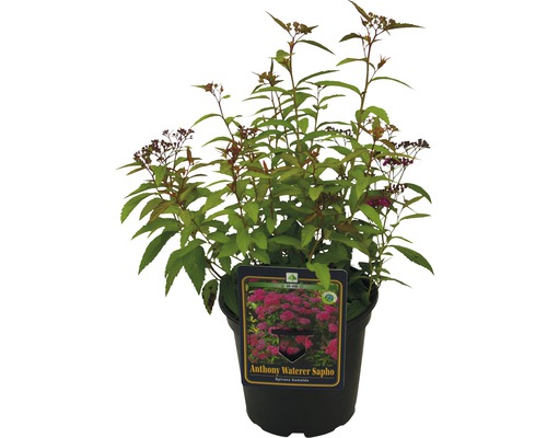Rote Sommerspiere Spiraea bumalda 'Anthony Waterer Sapho' H 30-40 cm Co 2 L