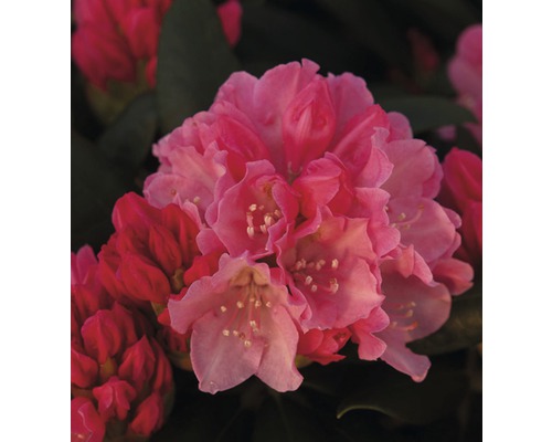 Großblumige Alpenrose-Stämmchen FloraSelf Rhododendron Hybride H 50-80 cm Co 7,5 L zufällige Sortenauswahl