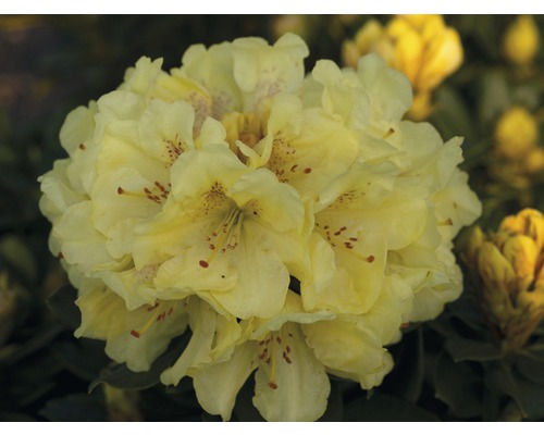 Großblumige Alpenrose FloraSelf Rhododendron Hybride gelb H 40-50 cm Co 7,5 L