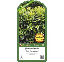 Kirschlorbeer 'Caucasica' FloraSelf Prunus laurocerasus 'Caucasica' H 80-100 cm Co 10 L Mindestbestellmenge 13 Stk. für ca. 5 m Hecke-thumb-3