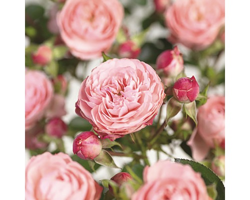 Beetrose 'Rose Meilove' Floraself Rosa 'Rose Meilove' H 30-50 cm Co 5 L