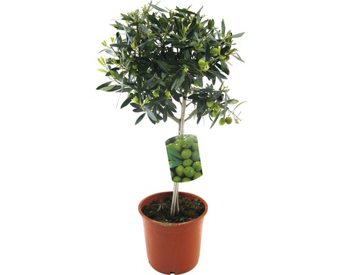 Olivenbaum FloraSelf Olea europaea H 20-40 cm Ø 20 cm Topf