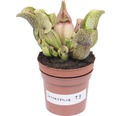 Schlauchpflanze Fleischfressende Pflanze FloraSelf Sarracenia H 18-40 cm Ø 9 cm Topf zufällige Sortenauswahl