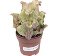 Schlauchpflanze Fleischfressende Pflanze FloraSelf Sarracenia H 17-25 cm Ø 12 cm Topf zufällige Sortenauswahl