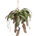 Kannenpflanze-Ampel FloraSelf Nepenthes 'Miranda' H 65-70 cm Ø 25 cm Topf