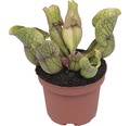 Schlauchpflanze Fleischfressende Pflanze FloraSelf Sarracenia H 22-30 cm Ø 12 cm Topf zufällige Sortenauswahl