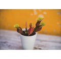 Schlauchpflanze Fleischfressende Pflanze FloraSelf Sarracenia H 22-30 cm Ø 12 cm Topf zufällige Sortenauswahl