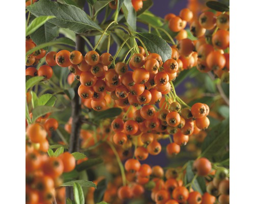 Feuerdorn FloraSelf Pyracantha 'Orange Charmer' H 55-70 cm Co 2,5 L