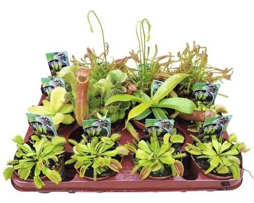 Fleischfressende Pflanzen FloraSelf Dionaea, Nepenthes, Pingucula, Sarracenia, Drosera H 8-10 cm Ø 8,5 cm Topf zufällige Sortenauswahl