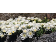 Mittagsblume FloraSelf Delosperma cooperi Ø 7 cm Topf 6 Stk-thumb-3