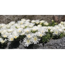Mittagsblume FloraSelf Delosperma cooperi Ø 7 cm Topf 6 Stk-thumb-8
