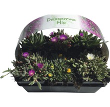 Mittagsblume FloraSelf Delosperma cooperi Ø 7 cm Topf 6 Stk-thumb-11
