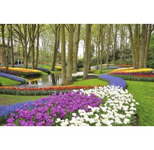 Fototapete Papier Tulips in Keukenhof Park 350 x 260 cm-thumb-0