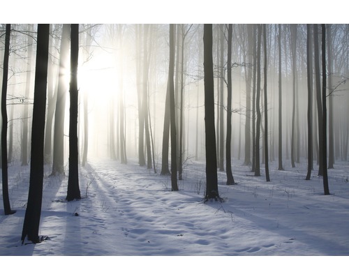 Fototapete Vlies Misty Winter Forest 350 x 260 cm-0