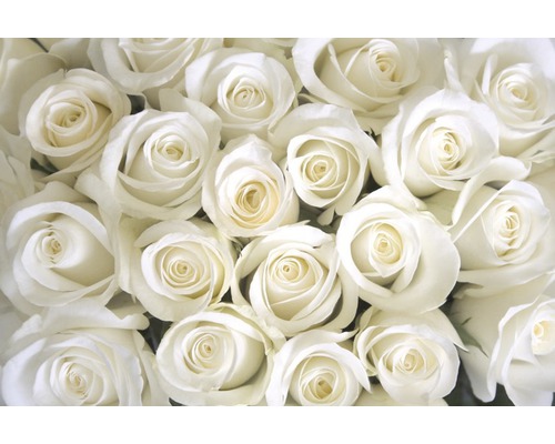 Fototapete Papier White Roses 350 x 260 cm-0