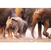 Fototapete Vlies Elephant Herd 350 x 260 cm-thumb-0