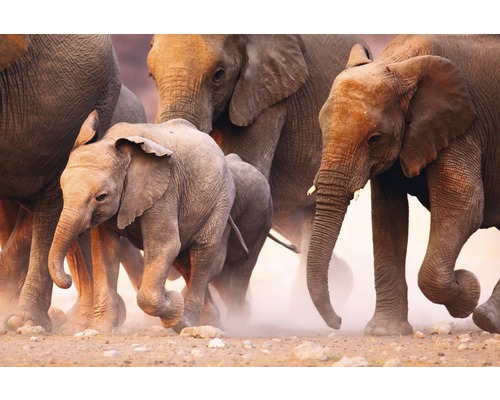 Fototapete Vlies Elephant Herd 350 x 260 cm-0