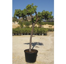 Weinrebe 'Aledo' FloraSelf Vitis vinifera 'Aledo' H 140-160 cm Ø 45 cm Topf-thumb-1
