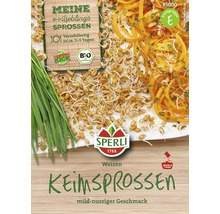 Bio-Weizensamen für Grünsprossen- & Keimsprossen-Anzuchtset, 3 Stk-thumb-0
