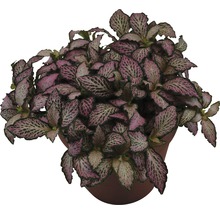 Mosaikpflanze FloraSelf Fittonia verschaffeltii 'Forest Flame' H 7-12 cm Ø 13 cm Topf-thumb-0